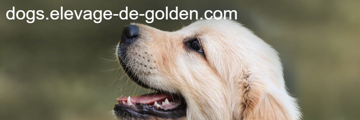 dogs.elevage-de-golden.com